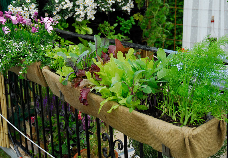 Sallad odlad i balkonglåda med olika sorter och blommor